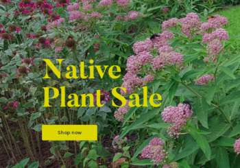 Native plant sale written in yellow font. A picture of lush green bushes dotted with pink petalled flowers.